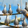 finding-nemo-seagulls.jpg